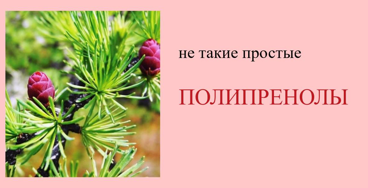 Полипренолы — не такие простые хвойные